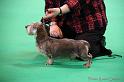 Crufts2011_2 450